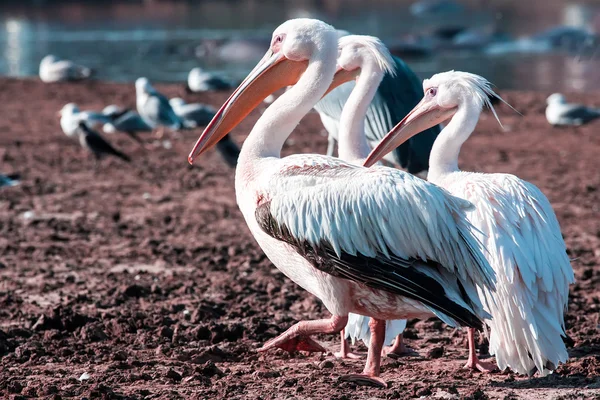Pelikanen — Stockfoto