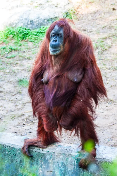 Orangutan — Stock fotografie