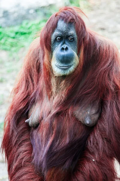 Orangutan — Stock fotografie