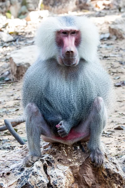 Baboon — Stock fotografie