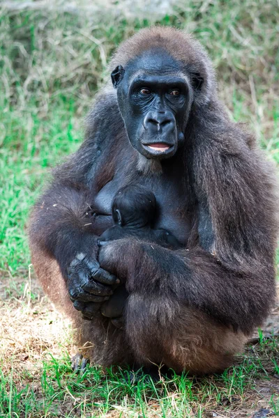 Gorilla — Stockfoto