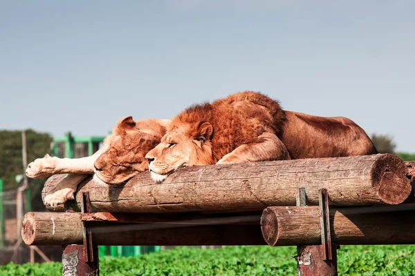 Lion — Stock Photo, Image