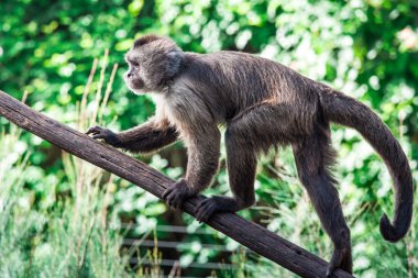 Capuchin