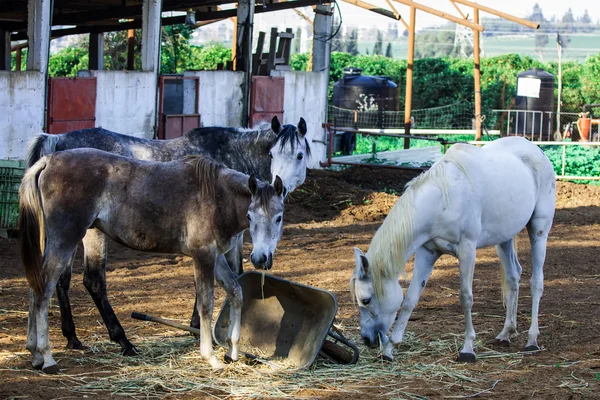 Cavalos — Fotografia de Stock