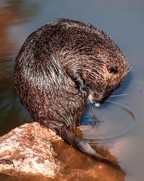 Coypu — Stock Photo, Image