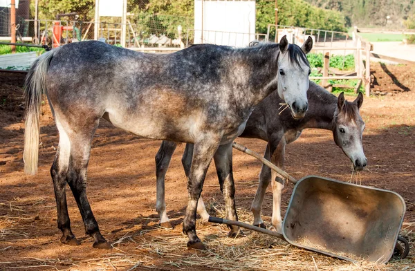 Cavalos — Fotografia de Stock