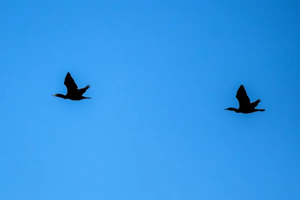 Phalacrocorax — Fotografia de Stock