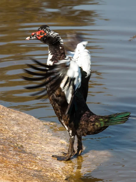 Duck — Stock Photo, Image