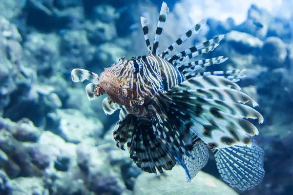 Lionfish — Stock Photo, Image