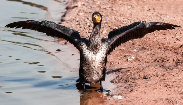 Cormorán —  Fotos de Stock