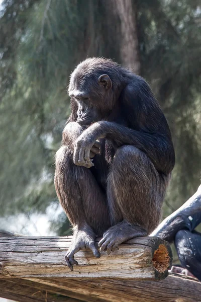 Chimpanzé — Fotografia de Stock