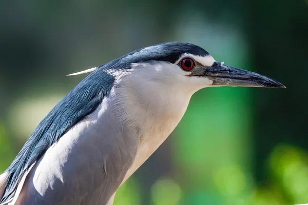 Noční heron — Stock fotografie