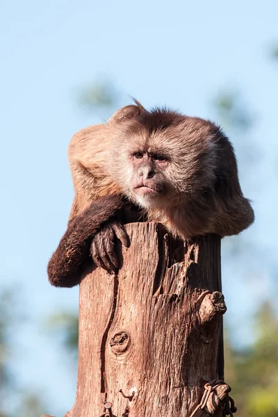 Capuchin — Stock fotografie