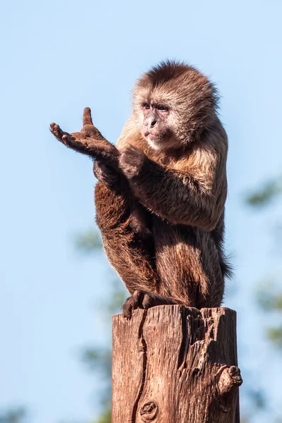 Capuchin — Stock fotografie