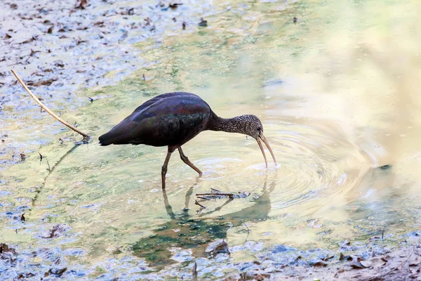 Ibis — Fotografia de Stock