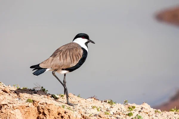 Lapwing — Stock Photo, Image