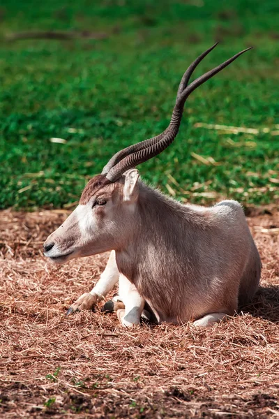 Oryx — Foto de Stock