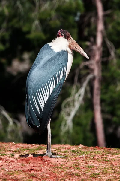 Marabou. — Fotografia de Stock