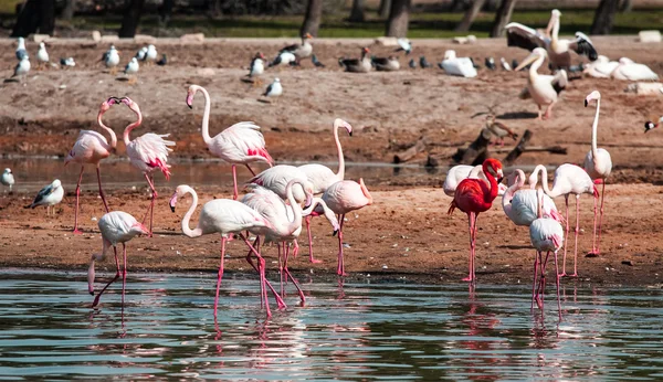 Flamingo — Stock Photo, Image