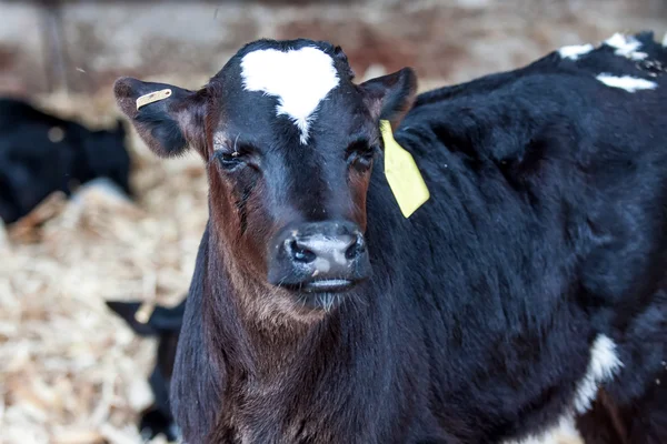 A Cow — Stock Photo, Image