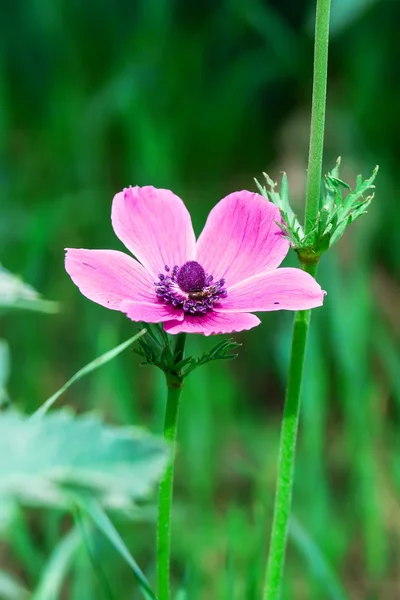 Coronaria 곰 끌 — 스톡 사진