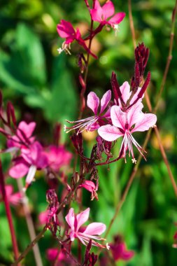 Gaura lindheimeri