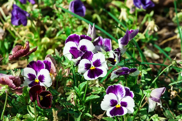 Pansy ! — Photo