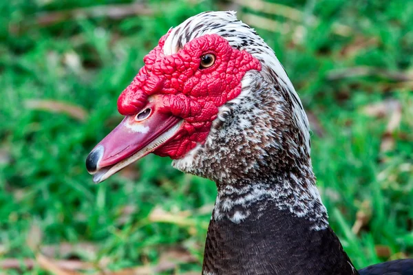 Duck — Stock Photo, Image