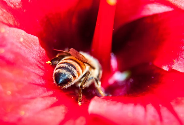 A bee — Stock Photo, Image