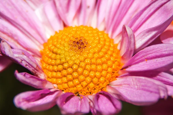 Flor — Foto de Stock