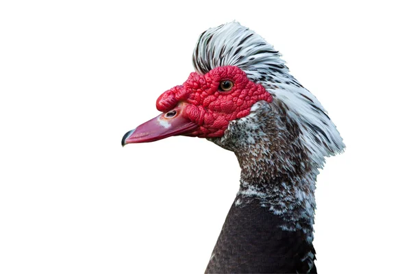 Duck — Stock Photo, Image