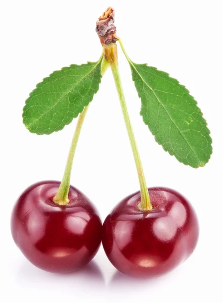 Cerezas con hojas sobre fondo blanco . — Foto de Stock