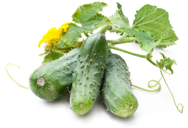 Komkommers met bladeren — Stockfoto