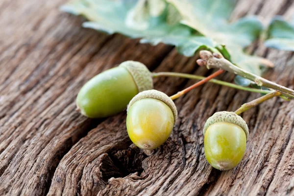 Yaprakları ile palamut — Stok fotoğraf