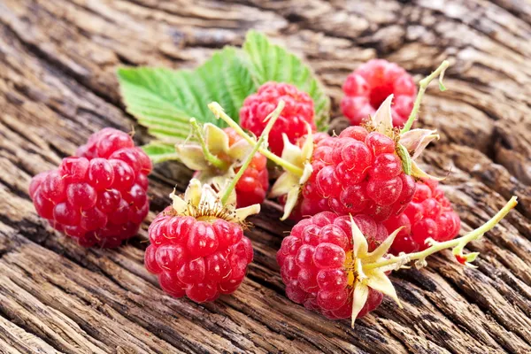 Frambuesas con hojas — Foto de Stock