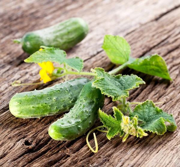 Cucumbers with leaves — Stock Photo, Image