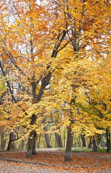 Höstpark — Stockfoto