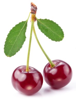 kiraz yaprakları üzerinde beyaz bir arka plan ile.