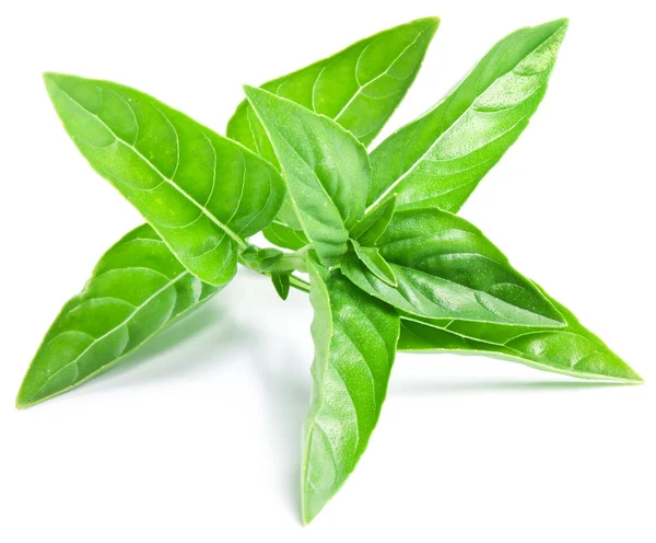 Leaves of basil on a white background — Stock Photo, Image