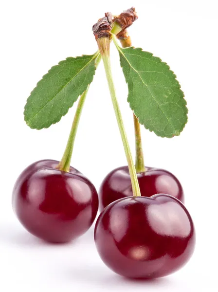 Cerejas com folhas em um fundo branco . — Fotografia de Stock