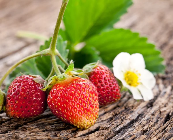 Aardbeien met bladeren — Stockfoto