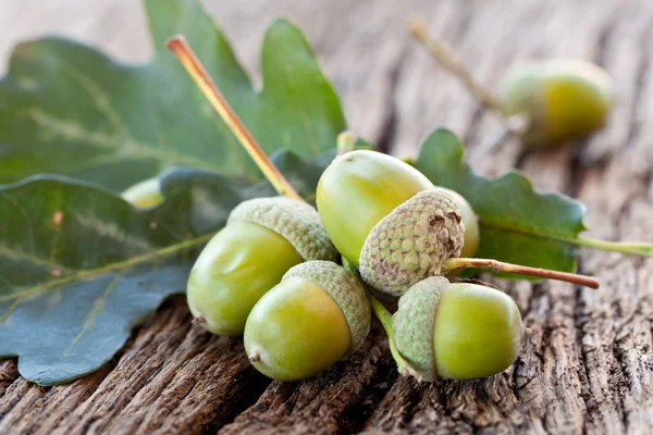 Yaprakları ile palamut — Stok fotoğraf