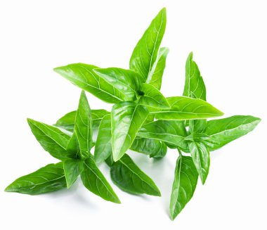 Beyaz bir arka plan üzerinde fesleğen yaprakları