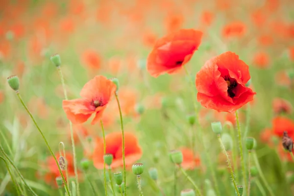 Gebied van wild poppy bloemen. — Stockfoto