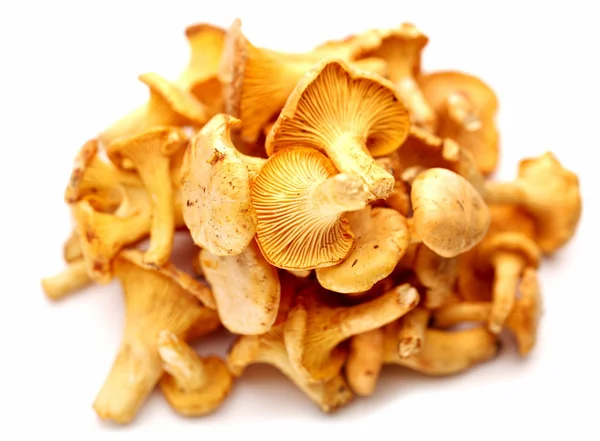 Chanterelles mushrooms. — Stock Photo, Image