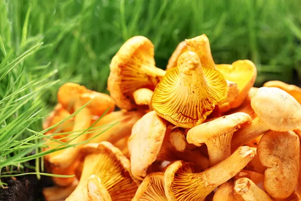 Funghi di finferli . — Foto Stock