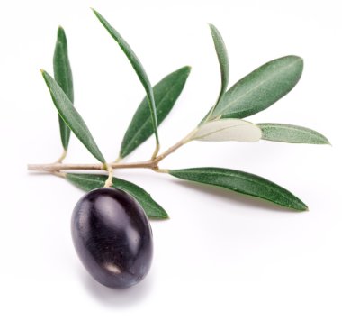 Olgun Siyah Zeytin ile yaprakları.