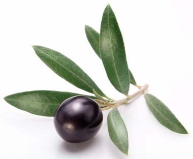 Olgun Siyah Zeytin ile yaprakları.