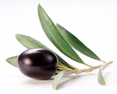 Olgun Siyah Zeytin ile yaprakları.