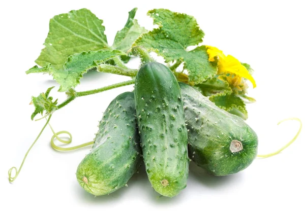 Cucumbers with leaves — Stock Photo, Image